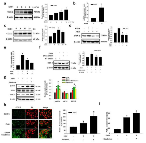 COX-2 발현에 에탄올 처리에 의해 유도된 eIF2α 인산화의 영향