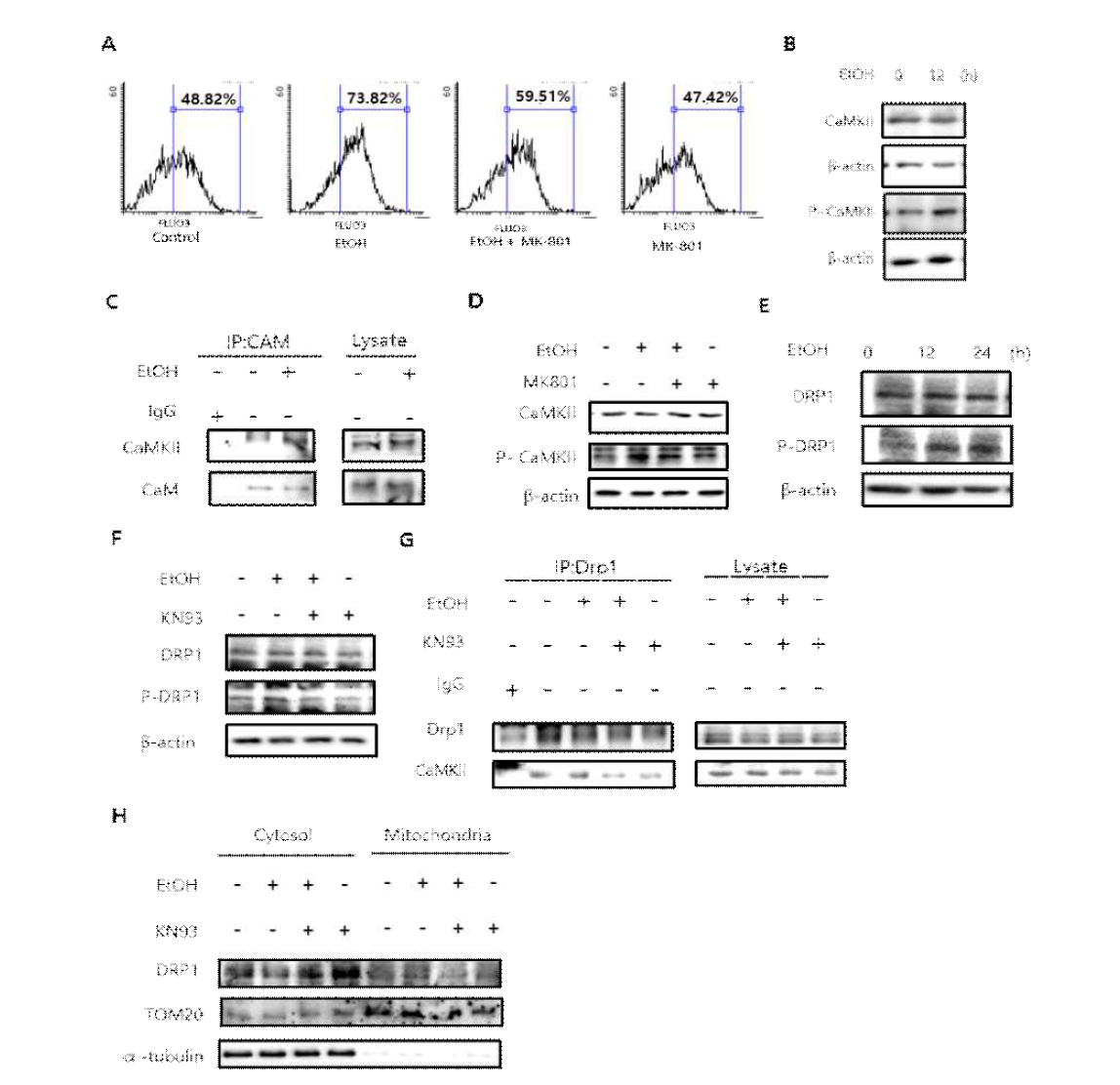 에탄올에 의해 유도되는 CaMKII/Drp1 복합체 형성에 의한 미토콘드리아 분절 효과