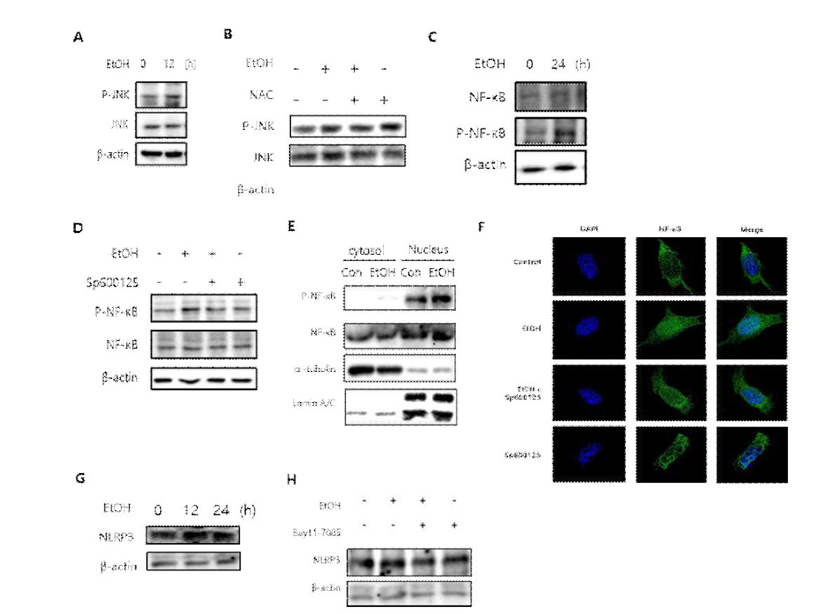 에탄올에 의한 JNK/NFκB 신호전달 기작 활성 효과