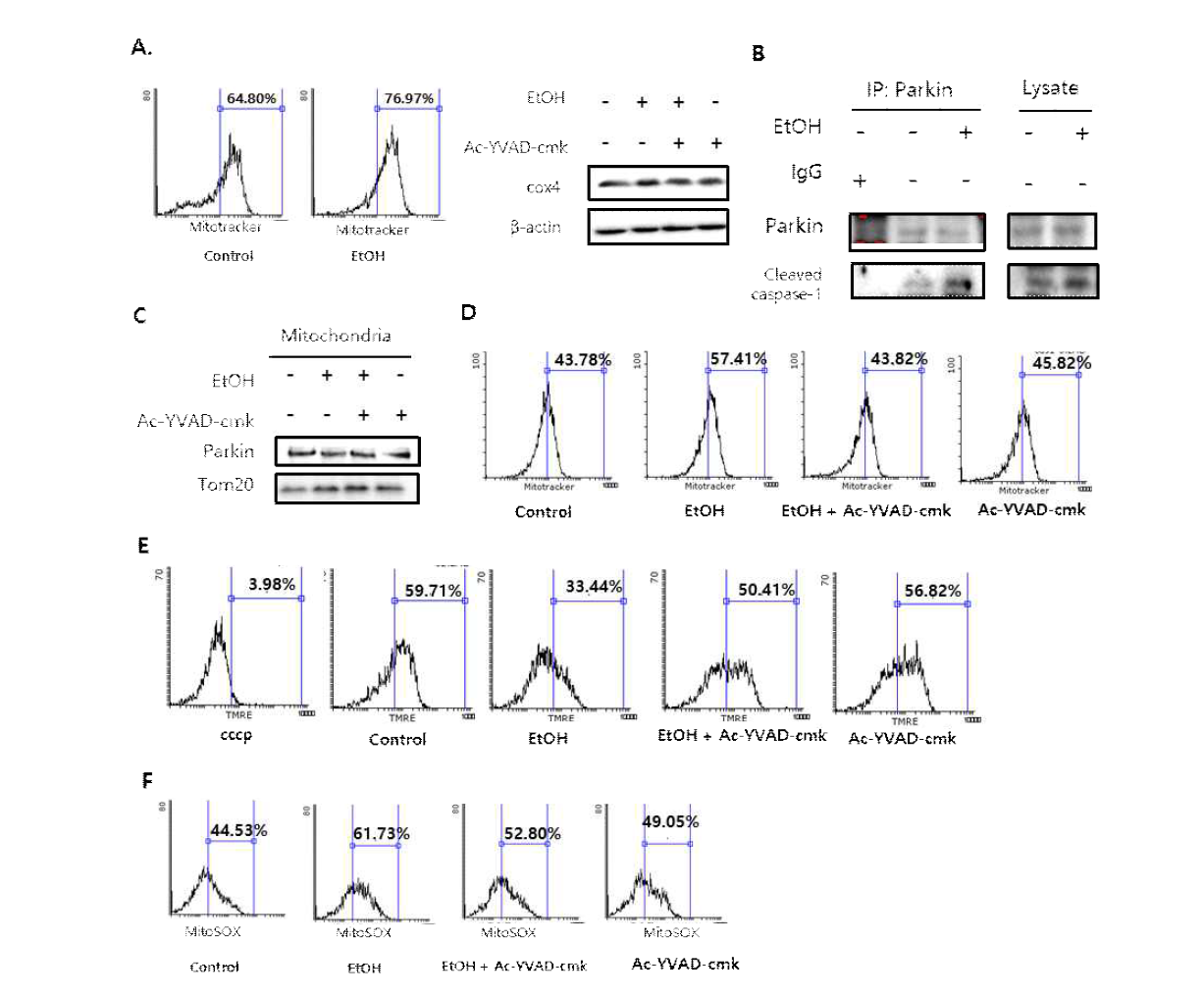 에탄올에 의한 caspase-1 활성과 parkin 유발 미토파지 억제 효과