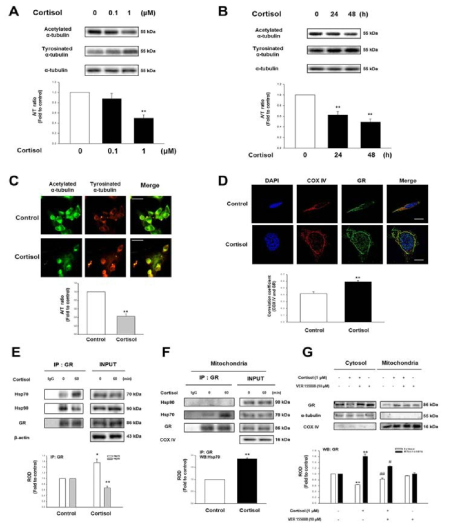 SH-SY5Y세포에서 Glucocorticoid가 미토콘드리아 GR 매개를 통하여 미세소관 안정화에 미치는 영향 연구