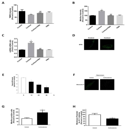 Glucocorticoid에 의한 NIX 발현 감소에 따른 미토콘드리아 기능 저하 연구