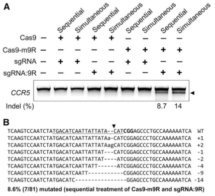 세포 내에서 Cas9 및 sgRNA와 CPP 펩타이드의 연결체가 특정 유전자에 작용