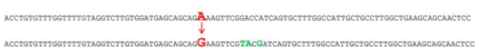 유전자 교정을 위한 공여 DNA 및 제한효소 위치