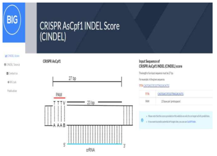 Cpf1의 가이드 RNA활성 예측 웹페이지