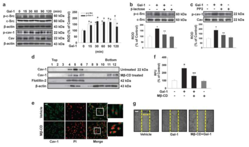 Gal-1의 작용기전과 c-Src와 Cav-1의 활성