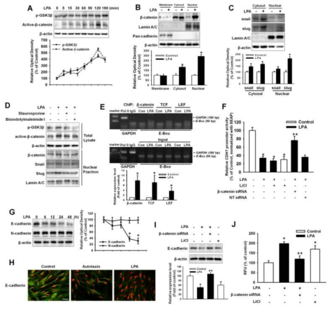 LPA에 의한 GSK3β/β-catenin 신호전달 경로 활성화가 E-cadherin 발현 감소에 미치는 영향 분석