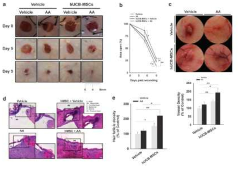 AA가 줄기세포의 창상 치유에 미치는 효과