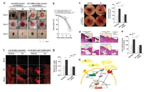 AA로 향상된 MT3-MMP가 피부창상 치유에 미치는 영향