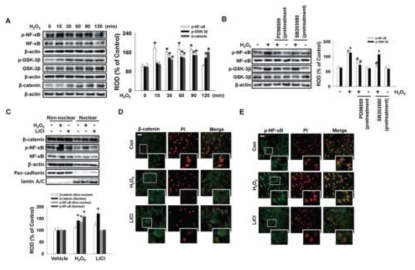 NF-κB와 GSK-3β의 인산화 및 β-catenin 이동에 대한 과산화수소의 효과