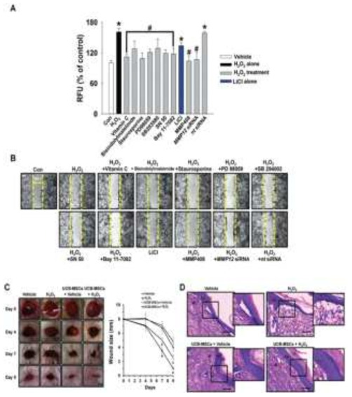 과산화수소와 그 신호 전달 분자들이 줄기세포의 이동 및 상처회복에 미치는 효과