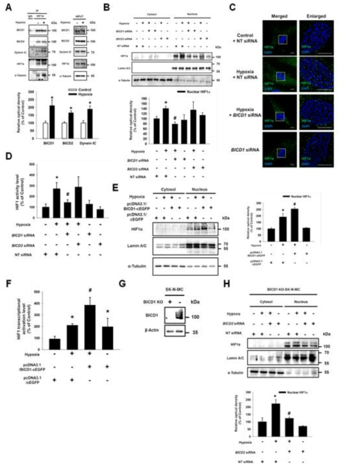 저산소 유도 HIF1α 핵내 이동에 있어서 BICD1의 역할