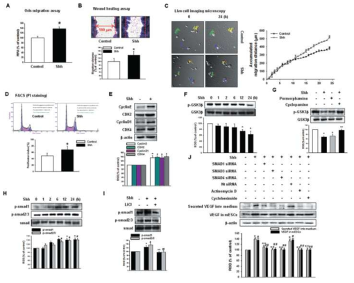 In vitro 상에서 줄기세포 이주능과 증식능에 shh가 미치는 영향