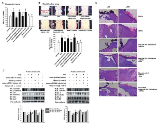줄기세포의 이주와 상처치유에 있어서 miR-200 family의 역할