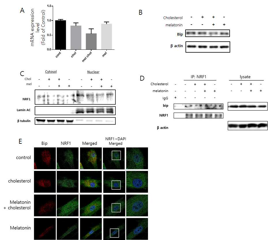 bip의 발현 억제를 통한 멜라토닌의 NRF1의 핵내 이동 조절 기전