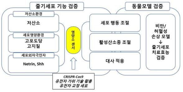 줄기세포 영양소 센서 제어를 통한 세포치료제 기능 개선에 대한 연구