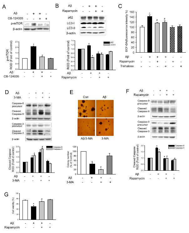 아밀로이드 베타에 의한 mTOR 신호전달 경로가 세포 사멸에 미치는 영향