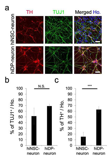 도파민성 신경세포로의 분화 효율 확인