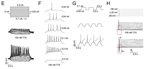 iDP-DN의 electrophysiological 특성 확인