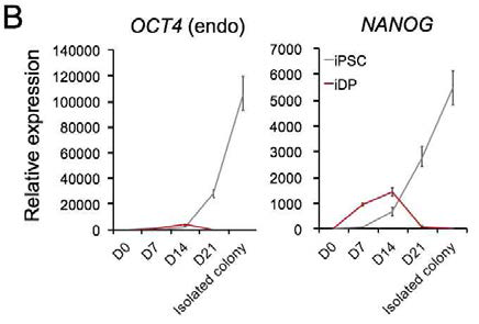 iPSC 및 iDP 리프로그래밍 과정 동안의 pluripotency marker gene의 발현 비교