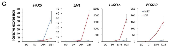 iNSC 및 iDP 리프로그래밍 과정 동안의 marker gene의 발현 비교