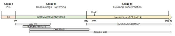 Differentiation to dopaminergic neurons via modified Takahashi protocol