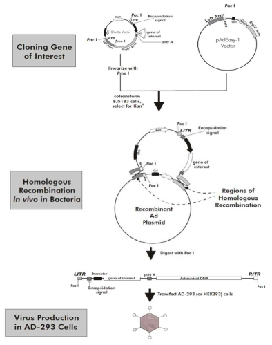 Production of Recombinant of Adenovirus