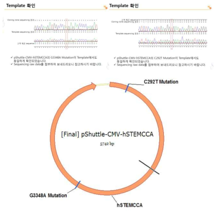Cloning of pShuttle-CMV-hSTEMCCA vector