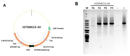 Confirm the recombination of hSTEMCCA adenoviral vector (PCR)