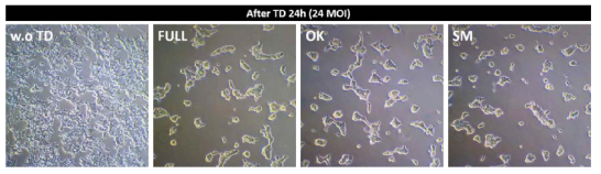 Production of Adenovirus with hSTEMCCA (FULL)/OK/SM in 293T cell