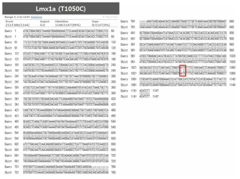Check the sequence of clone with reference sequence (LMX1A)