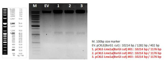 Gel analysis of pCXLE-LMX1A vector’s BsrG I mapping (LR cloning)