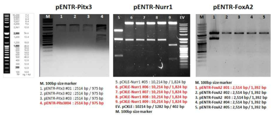 Gel analysis of pENTR-PITX3, -NURR1, -FOXA2 vector’s BsrG I mapping (TOPO cloning)