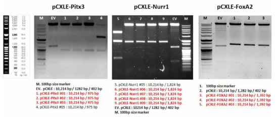 Gel analysis of pCXLE-PITX3, -NURR1, -FOXA2 vector’s BsrG I mapping (LR cloning)