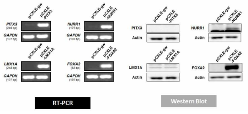 Check the working of pCXLE-PITX3, -NURR1, -FOXA2, -LMX1A vector (RT-PCR, Western Blot)