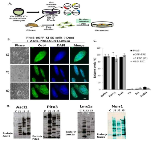 약 유도 시스템을 이용해 체세포를 도파민 신경세포로 직접교차분화 시키는 방법을 모식도로 나타냄. southern blot을 통해 ES cell에 Ascl1, Pitx3, Nurr1, Lmx1a 벡터의 프로 바이러스 통합여부를 확인함. 배아 줄기세포 콜로니에서 발현되는 배아 줄기세포의 pluripotency 마커 유전자인 Oct4, Nanog, 및 Sox2 발현