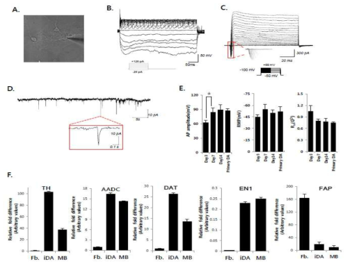 Pitx3-eGFP-TRE-4F 유도 도파민 신경세포는 전압 의존적 이온 흐름을 보였으며, 도파민 신경세포의 잘 발달된 나트륨 채널 및 칼륨채널의 존재를 나타냄. 유도 도파민 신경 세포와 Midbrain의 도파민 신경세포에서 TH, AADC, DAT의 mRNA발현을 분석함