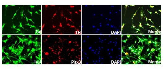 GO-PEI/APNL를 통해 만들어진 유도 도파민신경 면역염색