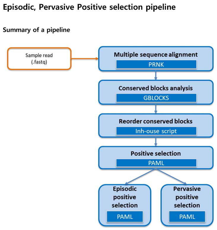 종간 Positive Selection을 계산하는 파이프라인