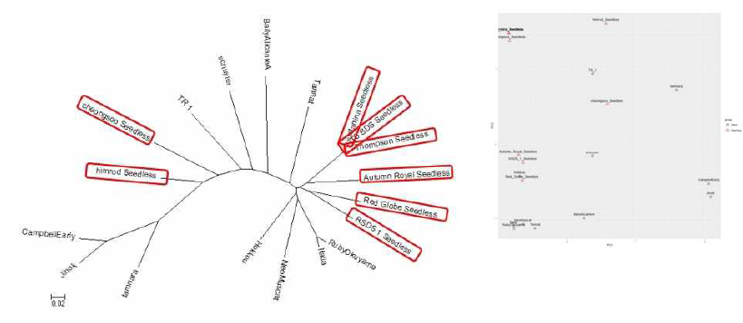 포도의 전장유전체 정보분석에 의한 근연관계 유추 결과. 좌측에 표시된 정보는 씨가 없는 포도이며 2개 품종을 제외하고 나머지는 mono-phyletic으로 추가적인 집단유전체학 정보분석이 가능함. 집단유전체 정보분석에 의해 서 씨가 없는 형태로 육종하면서 얻어진 재배화유전자의 발굴이 가능하다고 판단됨