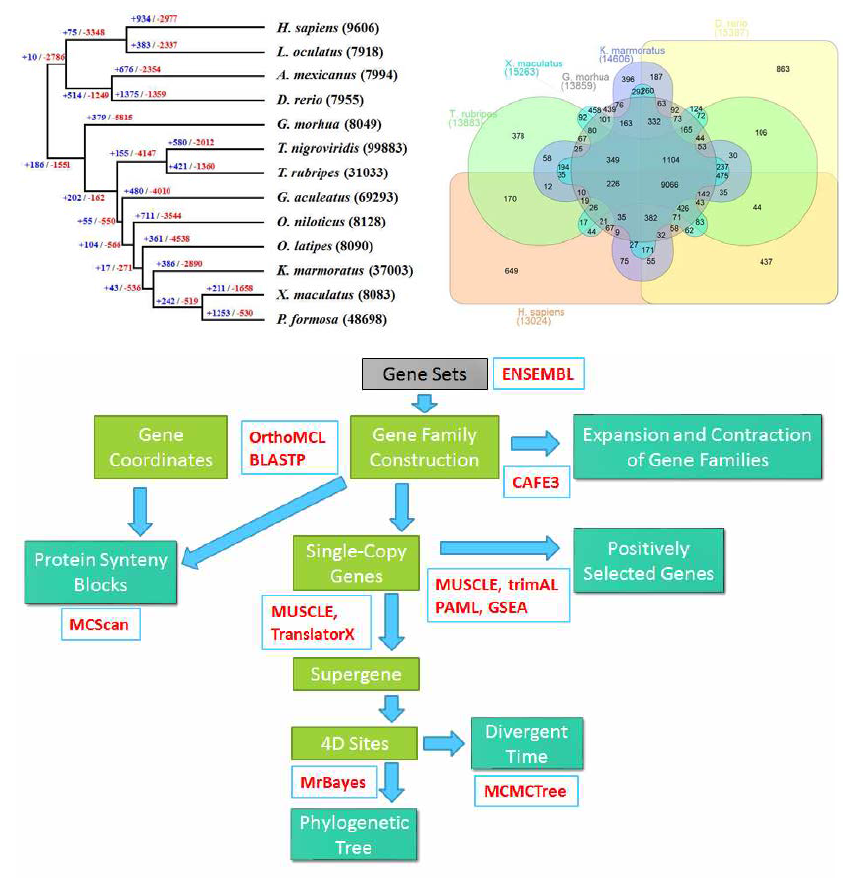 상단: 척추동물 유전자 Family 정보분석 및 진화 정보분석의 결과물