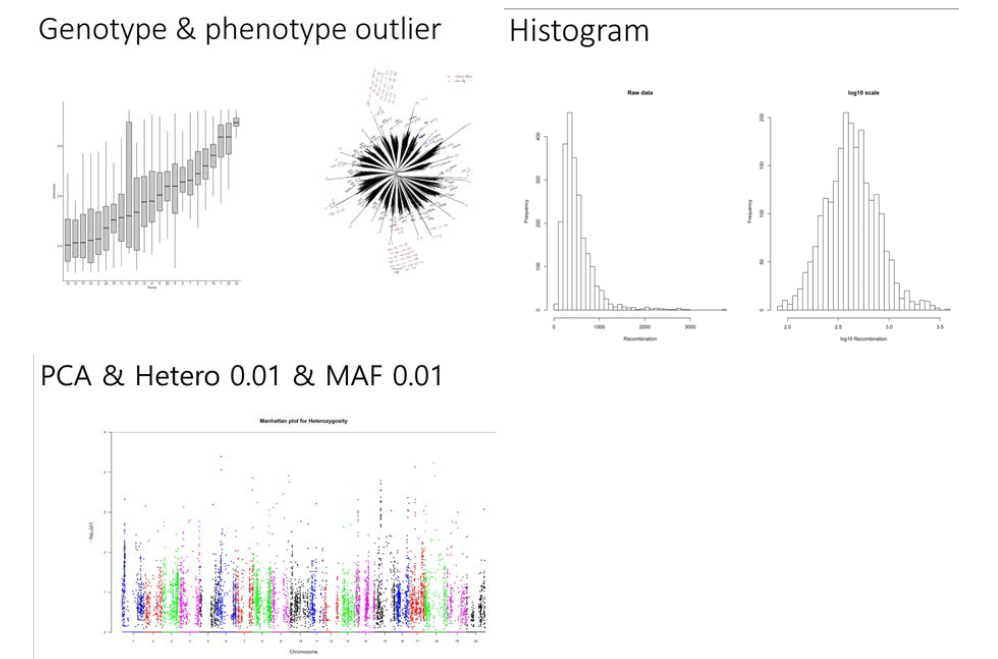 콩 NAM 집단에서 Heterozygosity와 연관 유전자를 발굴하기 위한 분석: 표현형 정규화 및 GWAS 결과