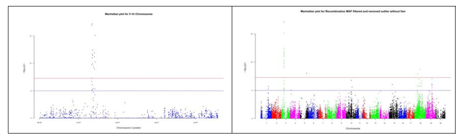 콩 NAM 집단에서 Recombination Frequency와 연관 유전자를 발굴하기 위한 분석: 표현형 정규화 및 GWAS 결과