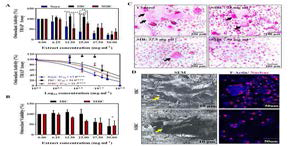 Osteoclast activity 확인