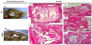 토끼 대퇴부 이식 후 조직학적 염색