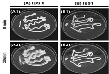 IBS0와 IBS1에서 수중 불분리성 평가