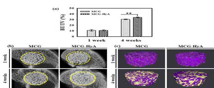 MCG, MCG-HyA 이식 후 Micro-CT 분석