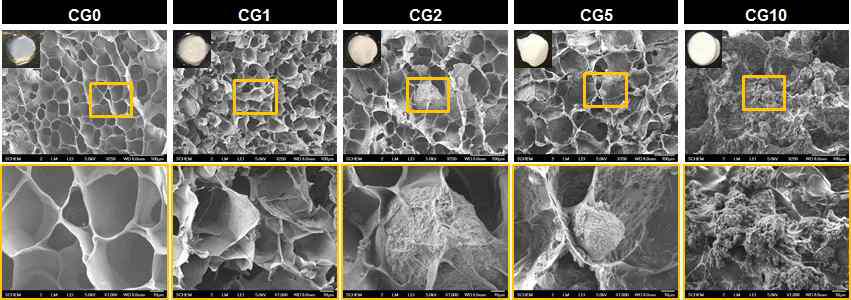 BCP 0, 1, 2, 5, 10%(w/v)를 함유한 CG 하이드로젤(CG0, CG1, CG2, CG5, CG10)의 SEM 미세구조 관측 결과