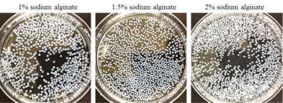 나트륨 알긴산의 함량에 따른 microsphere 형태