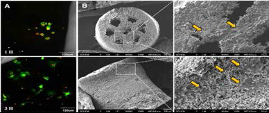 Rat BMSC 배양 후 (A) Confocal microscope (B) SEM